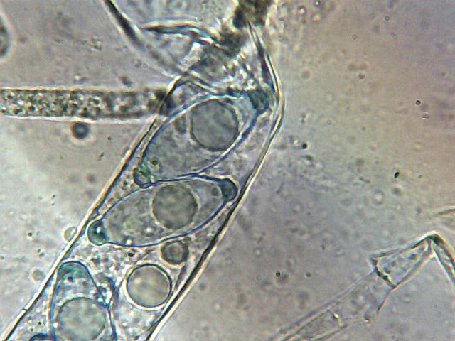 Discina gigas